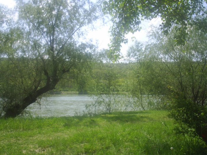 MOFLENI - Dulce  Romanie