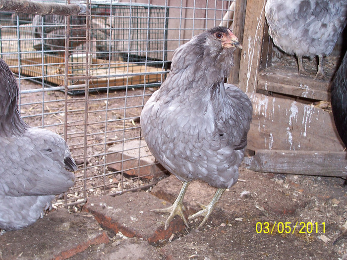 100_2542 - Araucana