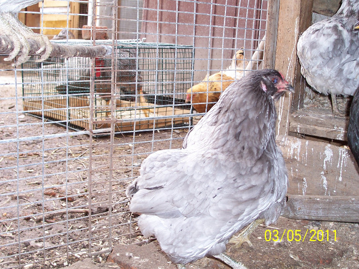 100_2543 - Araucana