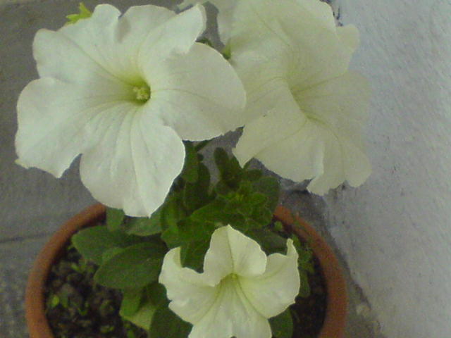 DSC02849 - petunia