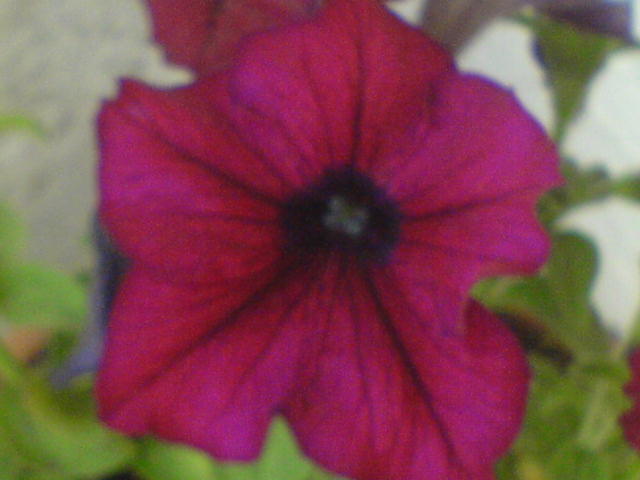 DSC02852 - petunia