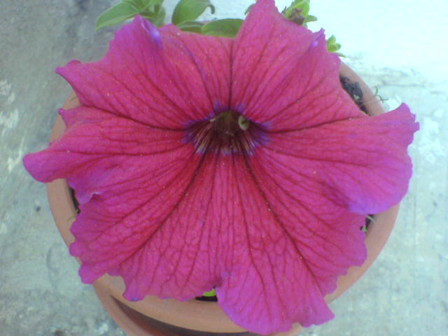 DSC02862 - petunia