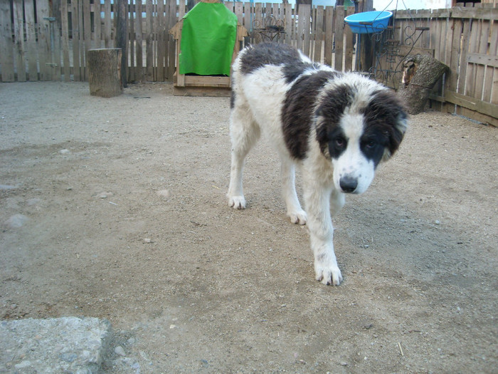 SL274631 - CIOBANESC DE BUCOVINA