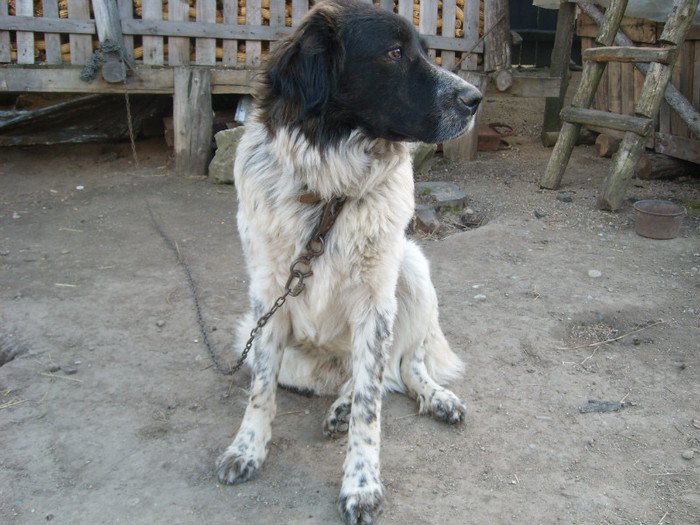 SL274651 - CIOBANESC DE BUCOVINA