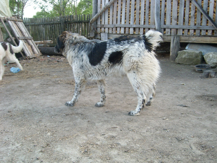 SL274646 - CIOBANESC DE BUCOVINA