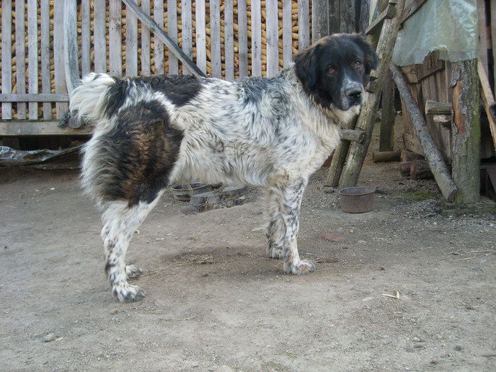 SL274649 - CIOBANESC DE BUCOVINA