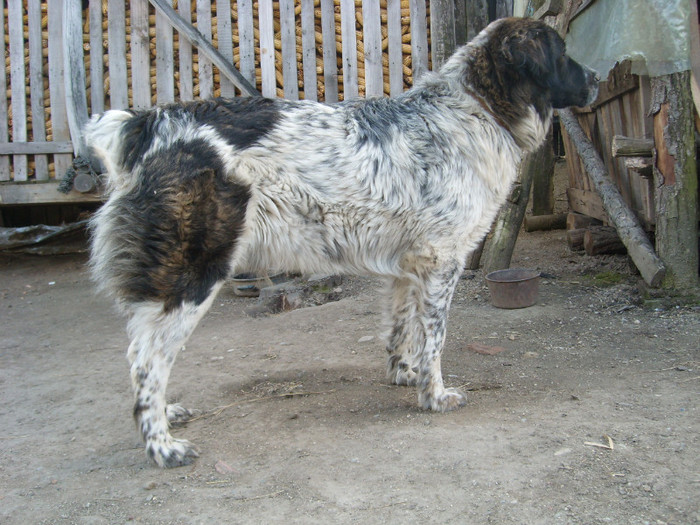 SL274650 - CIOBANESC DE BUCOVINA