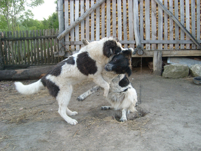 SL274656 - CIOBANESC DE BUCOVINA