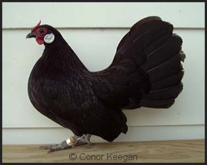 3 - Rosecomb Bantams