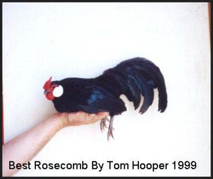 5 - Rosecomb Bantams