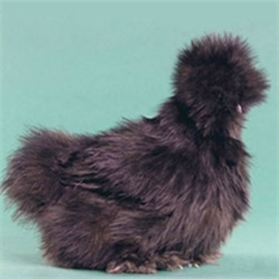 Black Silkie Bantam 4