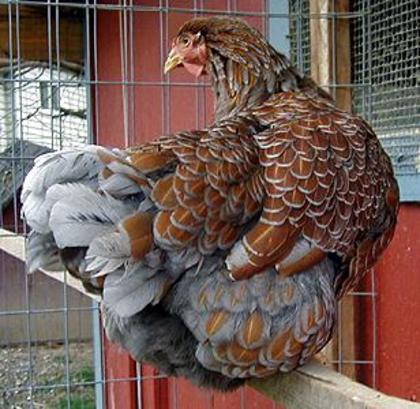 Blue Laced Red Wyandotte 2