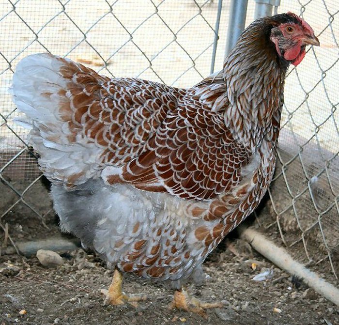 Blue Laced Red Wyandotte 3