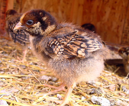 Blue Laced Red Wyandotte 4 - Laced Red Wyandotte Albastru