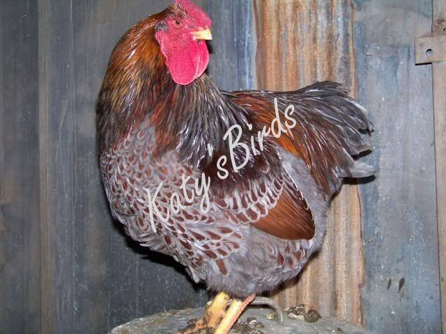 Blue Laced Red Wyandotte 6 - Laced Red Wyandotte Albastru