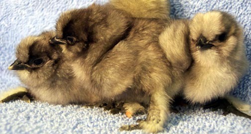 Blue Silkie Bantam 5 - Blue Silkie Bantam