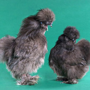 Blue Silkie Bantam 6 - Blue Silkie Bantam