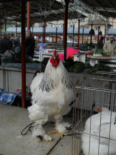 la vanzare; piata alba-iulia
