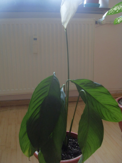 mare - SPATHIPHYLLUM