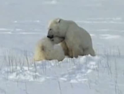  - Ursi polari