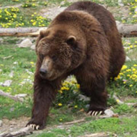  - Ursi brun-carpatini