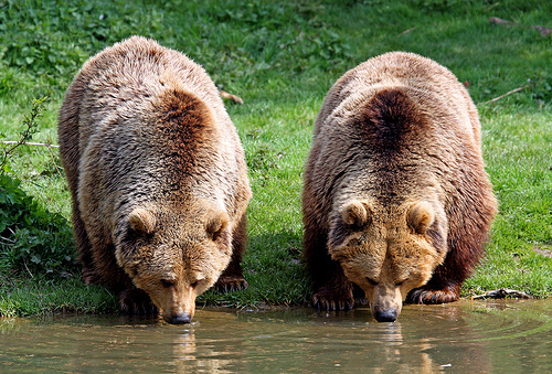  - Ursi brun-carpatini
