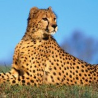 ghepard - animale