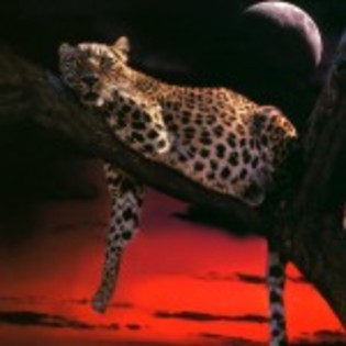 ghepard in noapte