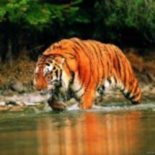 tigru de sumatra