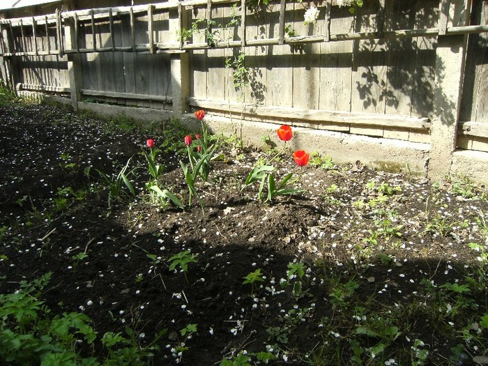 7-8 mai 2011 052 - vegetatia 2011