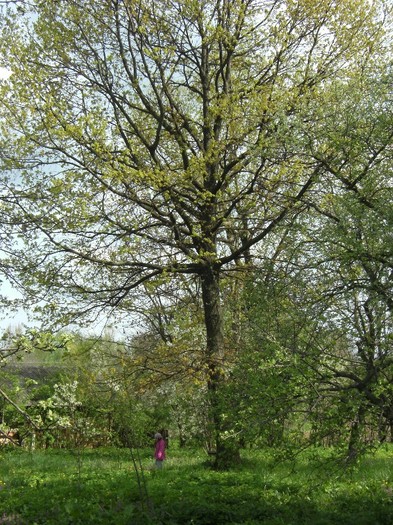 7-8 mai 2011 055 - vegetatia 2011