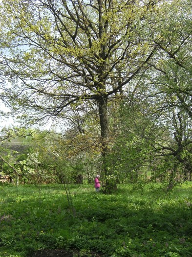 7-8 mai 2011 056 - vegetatia 2011