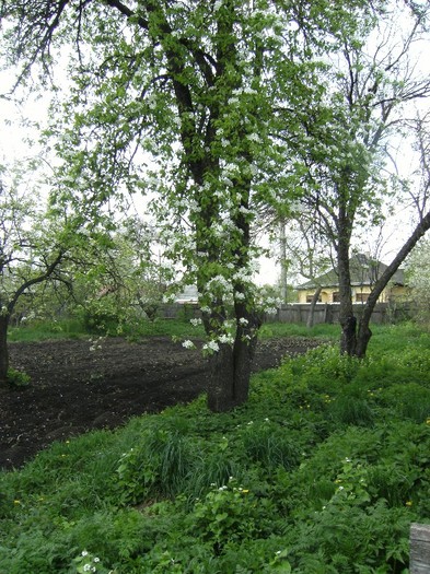 7-8 mai 2011 058 - vegetatia 2011