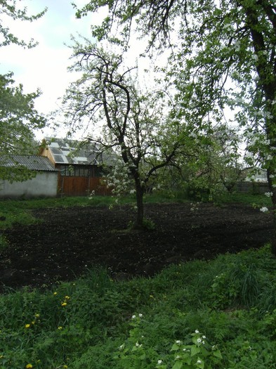 7-8 mai 2011 060 - vegetatia 2011