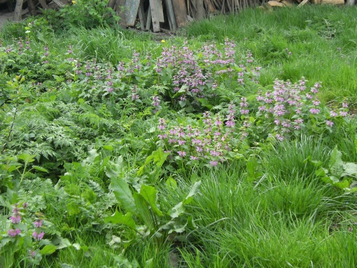 7-8 mai 2011 063 - vegetatia 2011