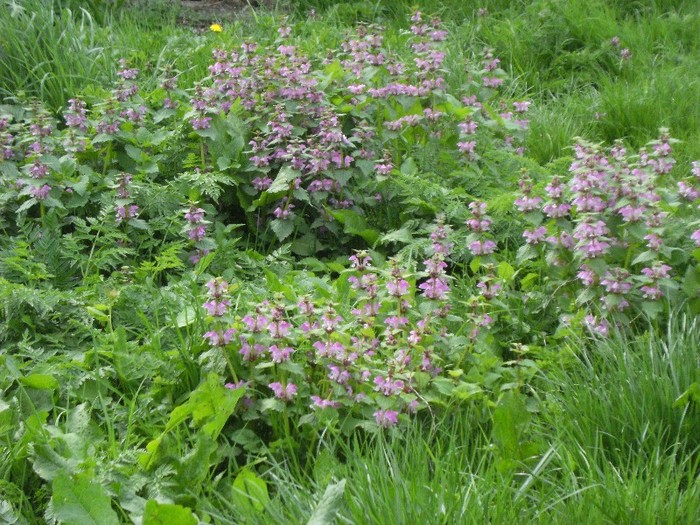 7-8 mai 2011 064 - vegetatia 2011