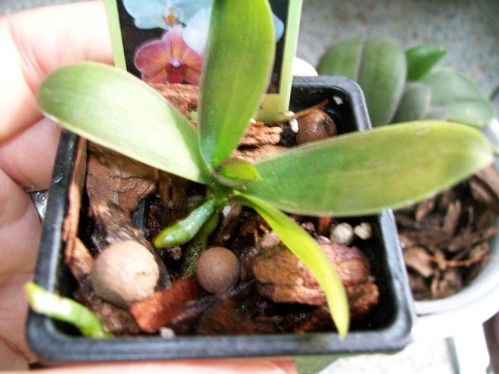 orhidee 072 - Mini-Phala