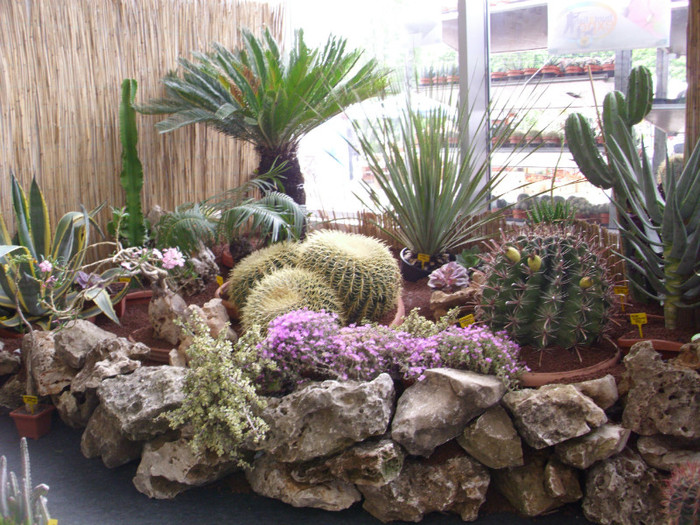 expozitie de cactusi - Expozitie Flori de Mai 2011 Timisoara