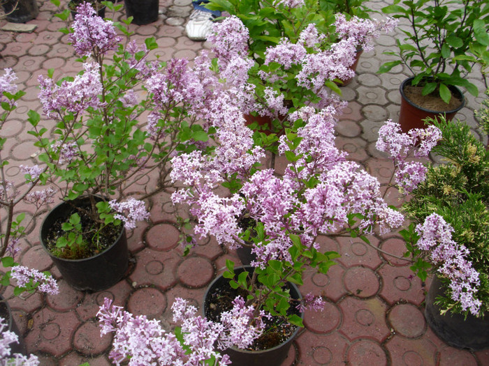 liliac cu flori mici - Expozitie Flori de Mai 2011 Timisoara