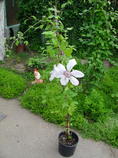 CLEMATIS JEAN PAUL II - AM ACHIZITIONAT DE LA EXPOZITIE