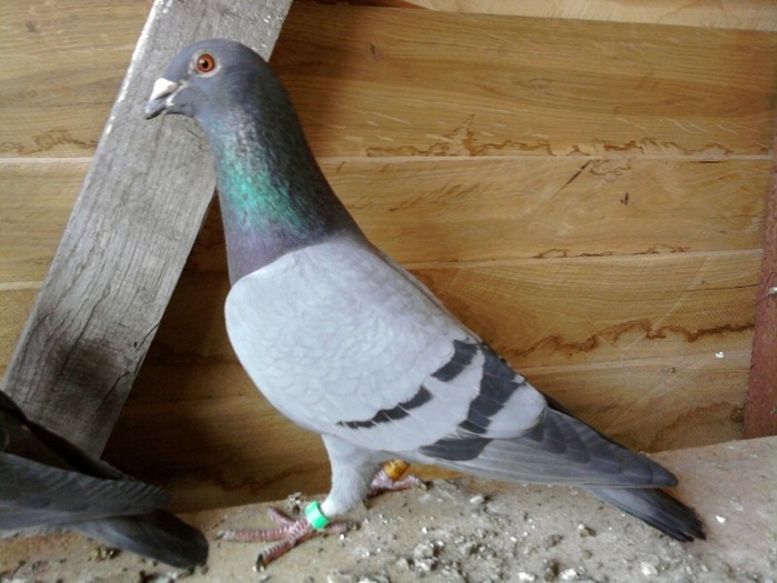 Pittbull - Linia ABRAHAM