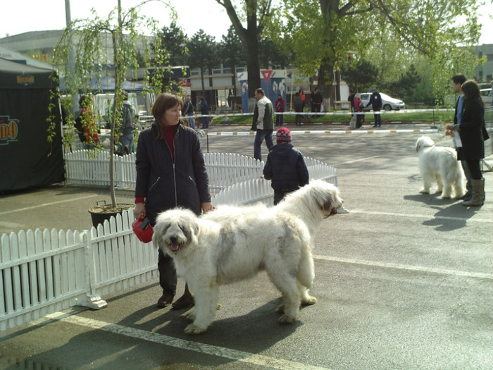 SUNP1316 - lady si lord cac cupa bucovina 2011