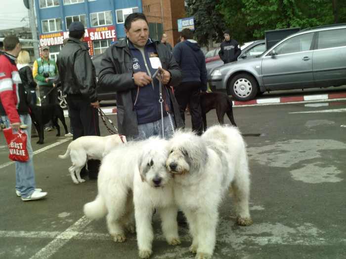 SUNP1340 - lady si lord cac cupa bucovina 2011