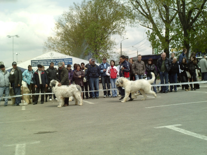 SUNP1383 - lady si lord cac cupa bucovina 2011