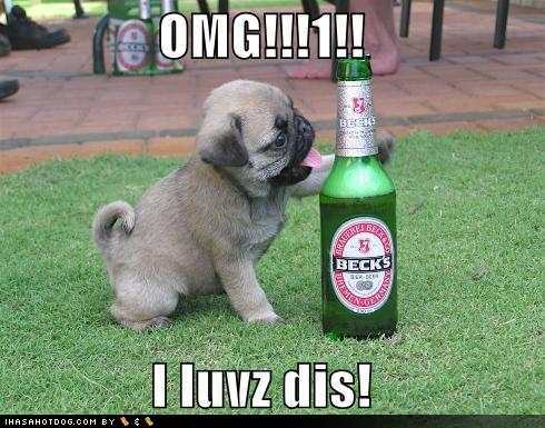 funny-dog-pictures-pug-loves-beer (2) - animale haioase