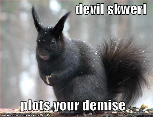 funny-pictures-evil-black-squirrel - animale haioase