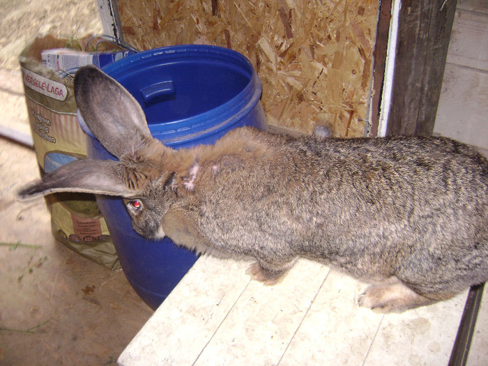 DSC08957 - Iepuri - 8 Mai 2011