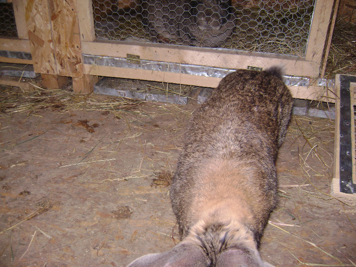 DSC08970 - Iepuri - 8 Mai 2011