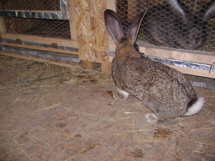 DSC08971 - Iepuri - 8 Mai 2011