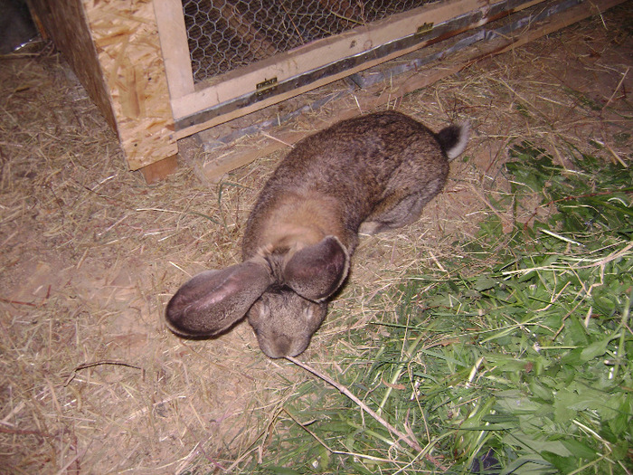 DSC08974 - Iepuri - 8 Mai 2011